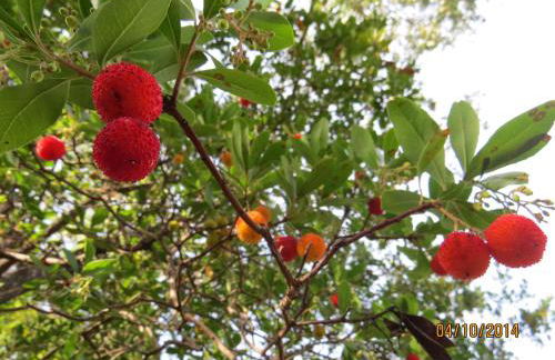 Casas da Encosta - Foto 42