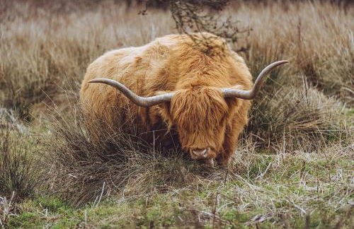 Lower Marsh Farm Glamping - Photo 59