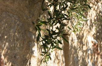 Orfea's Place - Foto 39