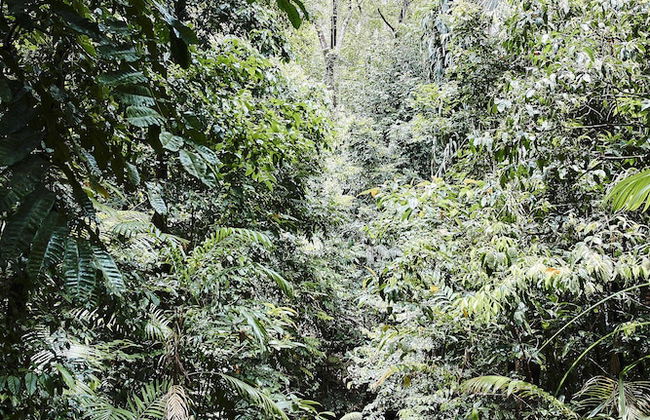 Daintree Ecolodge - Photo 42