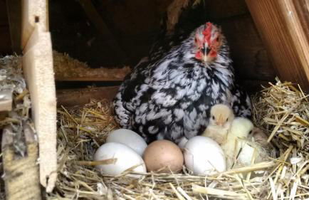 El Molí d'en Solà-Allotjaments rurals - Foto 15