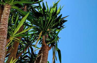 The Palm House - Foto 32