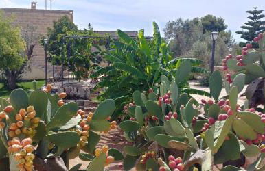 Masseria La Maestà - Ospitalità Rurale Famigliare - Foto 118