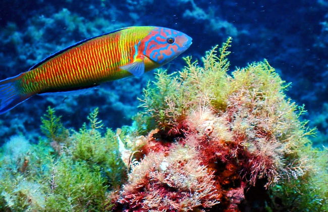 Snorkel en Puerto Addaya - Foto 12