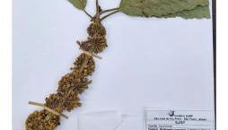 Sítio com piscina natural Cachoeiras de Macacu - Foto 2