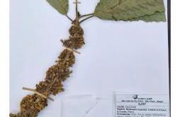 Loft com piscina natural em Cachoeiras de Macacu - Foto 7