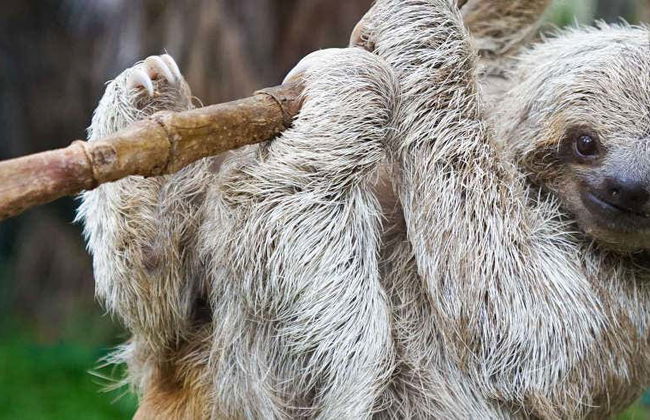 Excursão ao Toucan Rescue Ranch - Foto 1