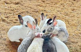 Flat Hotel Fazenda Monte Castelo Gravatá Bezerros - Foto 68