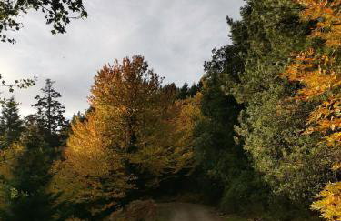 Periklis Guesthouse Anavriti. - Foto 45