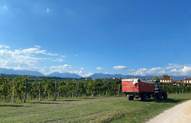 Premium Private Prosecco Hills Tour - 2 Cantine. Tour privato. - Foto 6