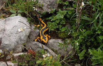 La Balconada de Valdeón - Foto 71