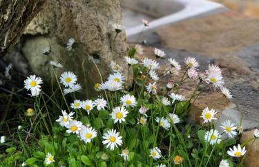 Corral de Jaume - Foto 21