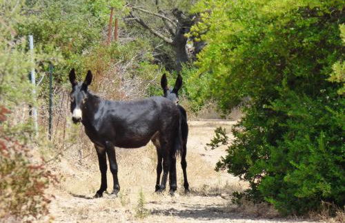 Agriturismo La Rocca Manna - Foto 49