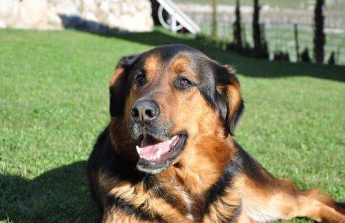 Ölackererhof - Foto 78