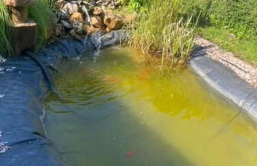 Les Poissons Rouges - Foto 13