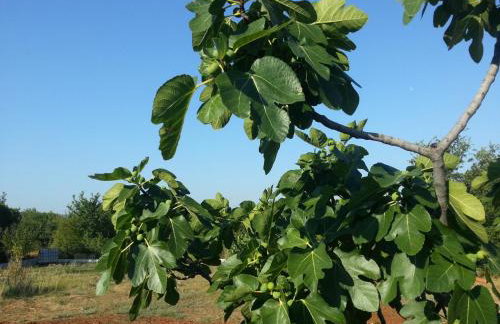 Apartments Gorančica - Foto 13