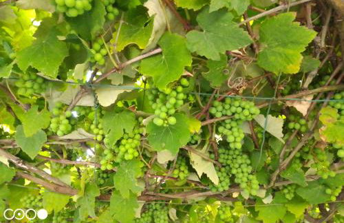 Quinta da Maria - Foto 62