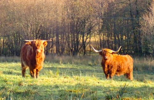 Corrie Apartment, Kinlochlaich House - Foto 21