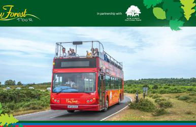 The Enchanting Silver Birch Retreat, New Forest - Foto 40