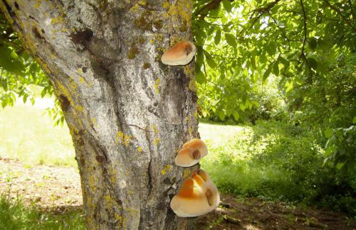 Chalet Coquelicot (Co-cli-co) relax in nature - Photo 55