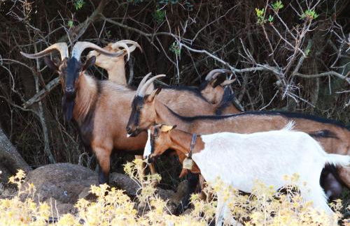 Country House S'Ozzastru - Foto 80