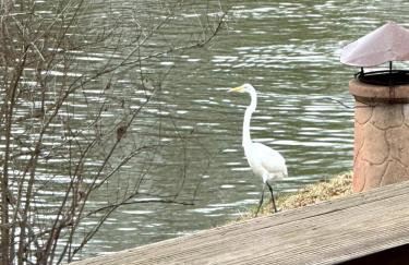 Private Lakefront Dock Firepit Yard Games - Foto 54