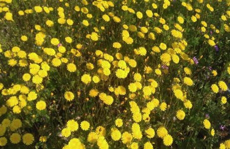 Residenza Eden - Foto 45