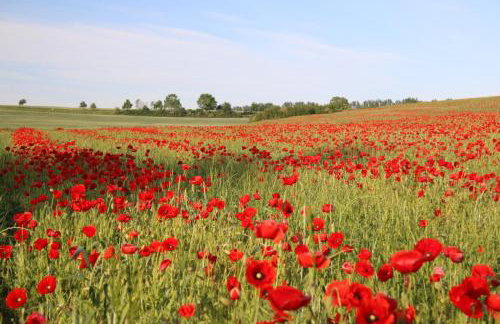 Moltke-Villa - Foto 6