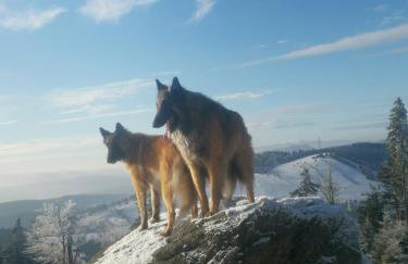Jaworowy Stok z widokiem na góry i ogrodem - Foto 44