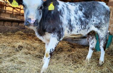 Ferienhof Welling - Foto 11