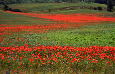 Ferienwohnung in der Uckermark am Oberuckersee OT Warnitz - Photo 26