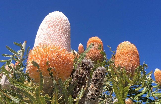 Escursione al Deserto dei Pinnacoli - Foto 7