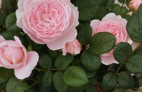 Rosengarten - Foto 6