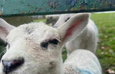 Couples Retreat Cosy Modern Cottage ,Near Carlisle, the Borders and the Pennines , near village pub & in peaceful village location - Foto 19