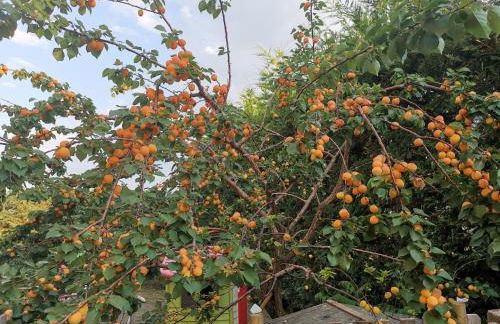 Residenza Sant'Angelo - Foto 16