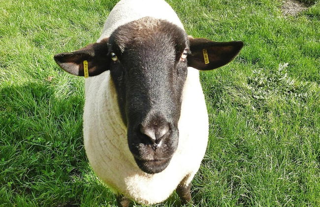 Ferienhof Landhaus Markus, Southern Switzerland - Foto 21