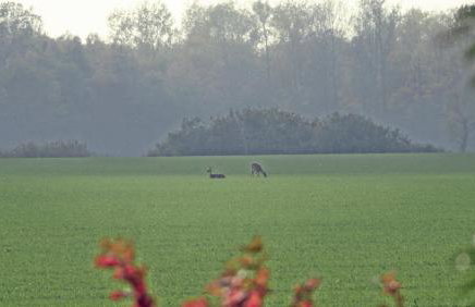 Ferienwohnung III - Foto 52