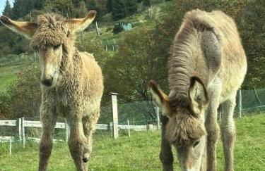 Wuthering Heights - Foto 40