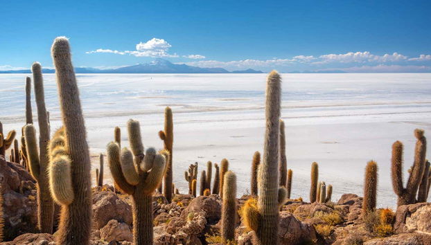 Marvel at the cacti on Incahuasi Island