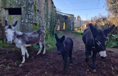 AL - Casa dos Alentejanos - Foto 28