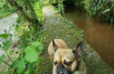 3 Apts Moulin SAGE - Foto 32