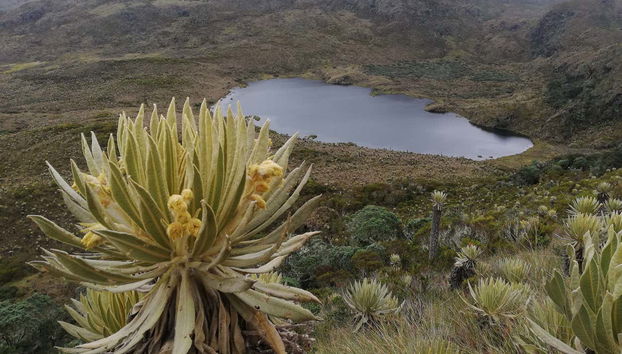 Vegetation of the area