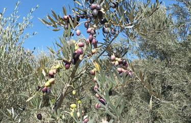 Casa Blanca, Acequias, Lecrin valley, Granada - Foto 26