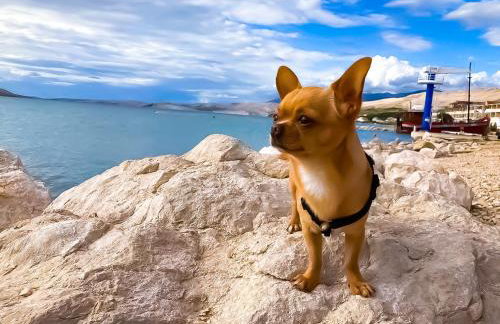 Mila's pet friendly holiday house with private beach place and sunbeds included - Photo 47