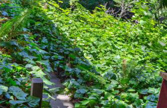 Cozy Riverfront Cabin Just Steps to the Russian River with Beach Access & Wood Stove - Foto 50