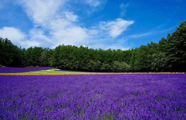 FuranoSky White - Foto 38