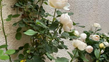 Via Braschi Sessantotto - Foto 5