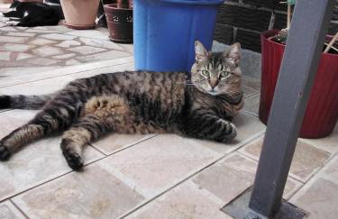 Sobe Randelj - Foto 8