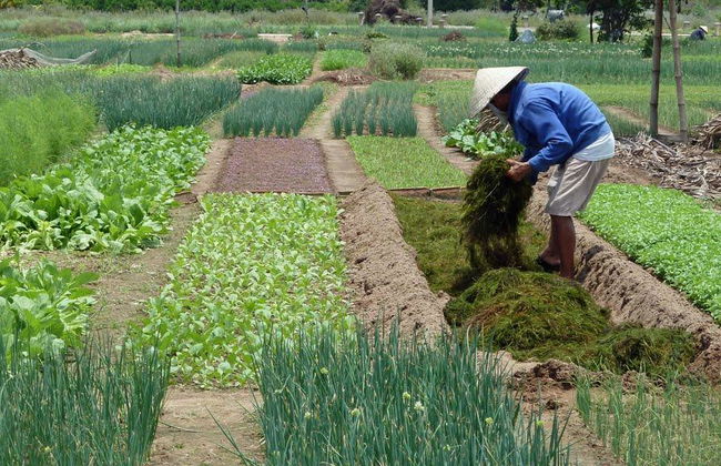 Aldea de vegetales Tra Que desde la ciudad de Danang - Tour de día completo - Foto 1