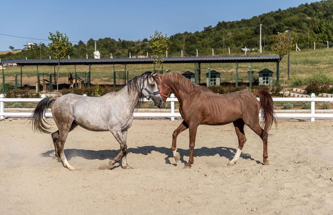 Aronia Bungalow - Photo 52